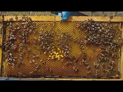Beekeeping. Only in 5 cells to have queen eggs be careful not to separate them with an empty frame